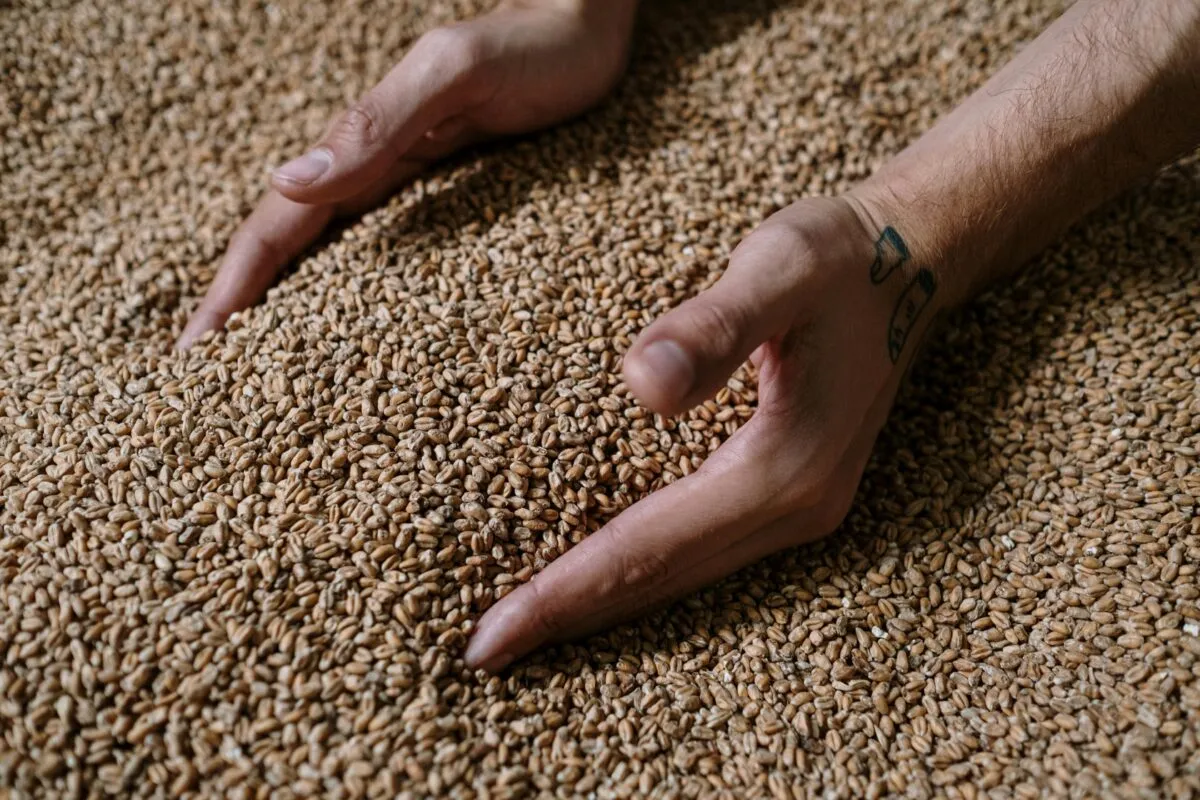 Hands moving through a pile of grain